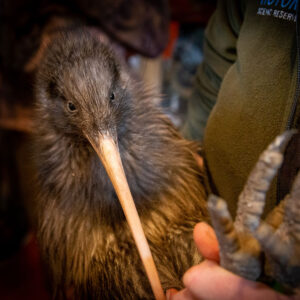 Save a Kiwi - make a regular donation