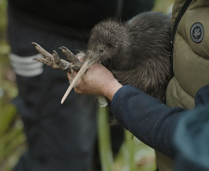 Kiwi Release